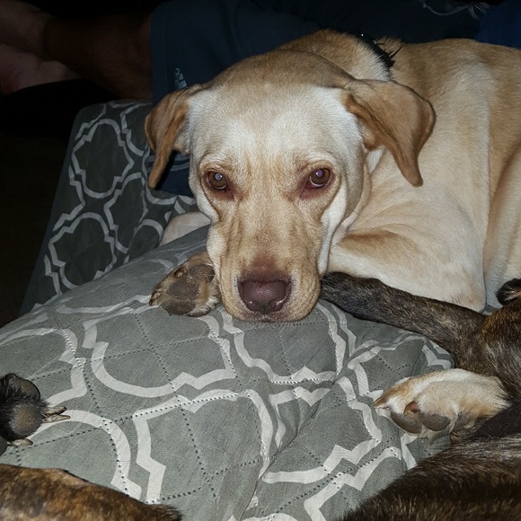 Meet your Posher, P.D. - Picture 4 of 5